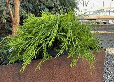 Gul Trådcypres (20-25 Cm) 1 Gul Trådcypres (20-25 Cm)