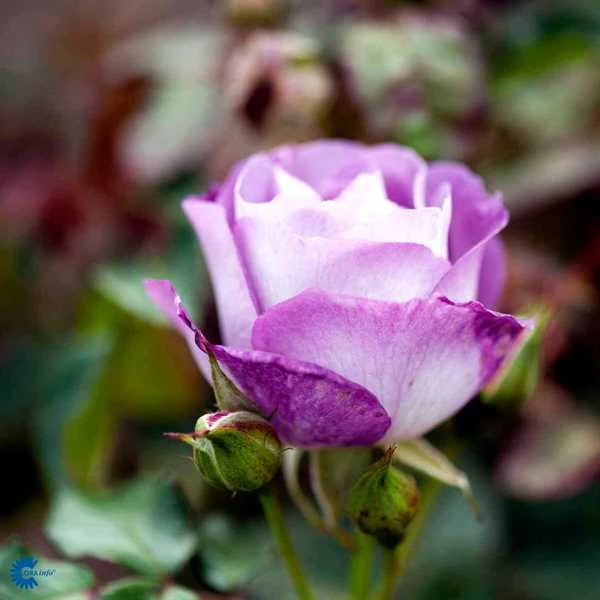 Rose - 'Blue For You' 1 Rose - 'Blue For You'