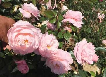 Rose - Jim The Viking™ - Plant'n' Relax® 1 Rose - Jim The Viking™ - Plant'n' Relax®