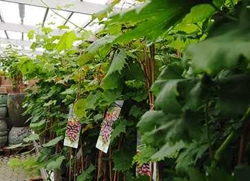 Vinplante 'Vanessa' 1 Vinplante 'Vanessa'