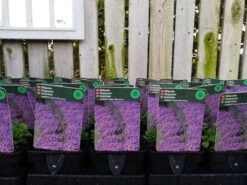 Blåpude 'Blaumeise'