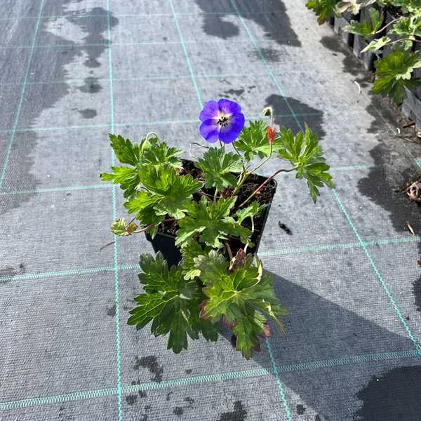 Storkenæb `Rozanne` 1 Storkenæb `Rozanne`