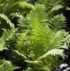 Kurvebregne/Strudsevinge