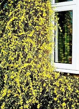 VINTERJASMIN 1 VINTERJASMIN