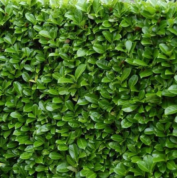 LAURBÆRKIRSEBÆR `NOVITA` 1 LAURBÆRKIRSEBÆR `NOVITA`