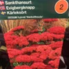 Sankthansurt Hybrid 'Herbstfreude'