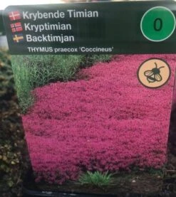 Smalbladet Timian 'Coccineus'