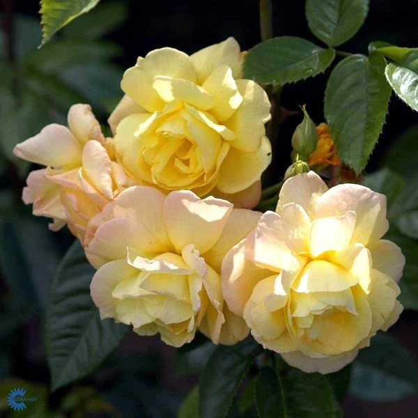 Slyngrose - 'Chinatown' 1 Slyngrose - 'Chinatown'