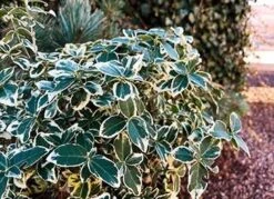 Benved På 60 Cm Stamme