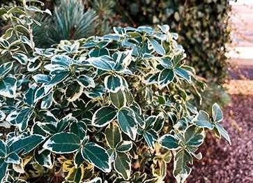 Benved På 80 Cm Stamme 1 Benved På 80 Cm Stamme