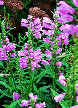 Drejeblomst 'Red Beauty' 1 Drejeblomst 'Red Beauty'