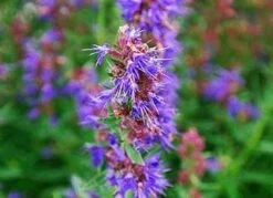 Isop - HYSSOPUS Officinalis