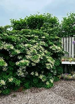 Klatrehortensia 1 Klatrehortensia