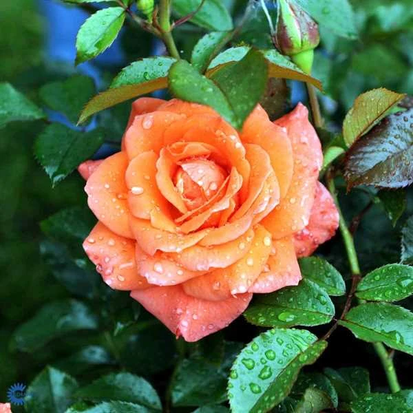'Prinsesse Marie' - Storblomstrende Rose 1 'Prinsesse Marie' - Storblomstrende Rose
