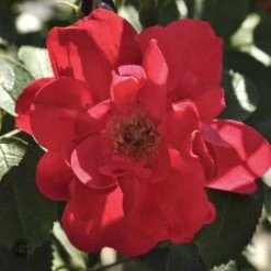 'Hansaland' - Buskrose