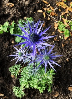 Mandstro 'Blue Hobbit'