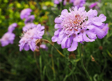 Due-Skabiose 'Butterfly Blue' 1 Due-Skabiose 'Butterfly Blue'