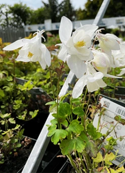 Langsporet Akeleje 'Sp.Magie White'