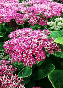 Kinesisk Sankthansurt 'Carmen' 1 Kinesisk Sankthansurt 'Carmen'