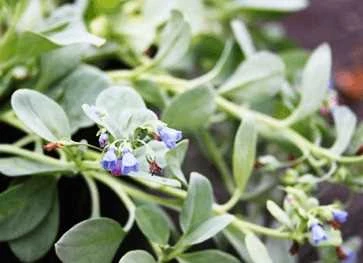 Østersurt - Almindelig Hestetunge 1 Østersurt - Almindelig Hestetunge