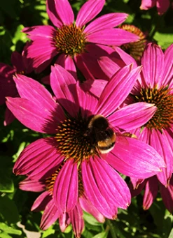 Purpursolhat 'Little Magnus'®