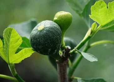 Ægte Bornholmsk Figen 'Smyrna' 1 Ægte Bornholmsk Figen 'Smyrna'