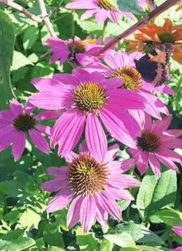 Purpursolhat 'Magnus' 1 Purpursolhat 'Magnus'