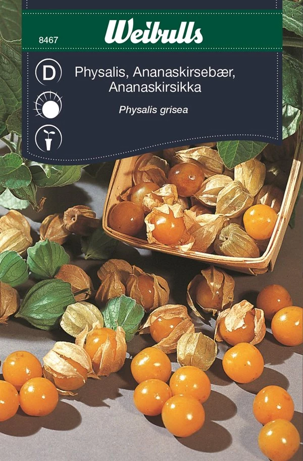 ANANASKIRSEBÆR 1 ANANASKIRSEBÆR