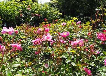 Rose The Pink Fairy 1 Rose The Pink Fairy