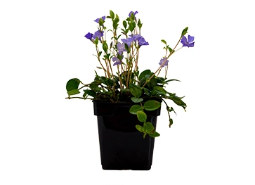 Vinca Minor - Vintergrøn / Liden Singrøn 1 Vinca Minor - Vintergrøn / Liden Singrøn