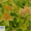 Amerikansk Blærespiræa 'Tiny Wine' Gold