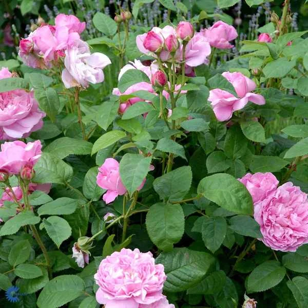 'Mary Rose' - Engelsk Rose 1 'Mary Rose' - Engelsk Rose
