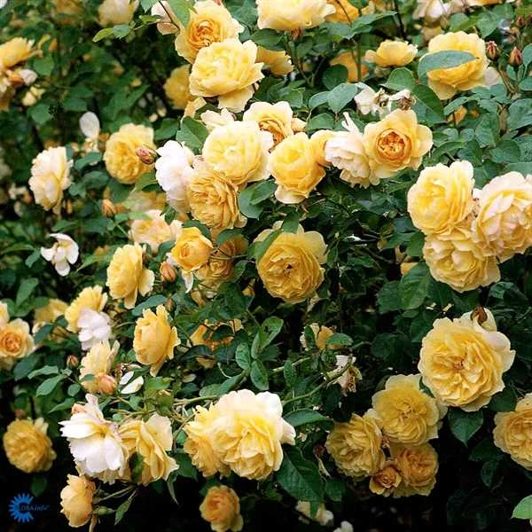 'Graham Thomas' - Engelsk Rose 1 'Graham Thomas' - Engelsk Rose