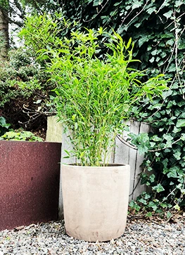 Bambus 'Bimbo' 1 Bambus 'Bimbo'