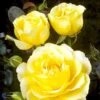 'TIVOLI 150'® POULDUCE (N) - Storblomstret Rose