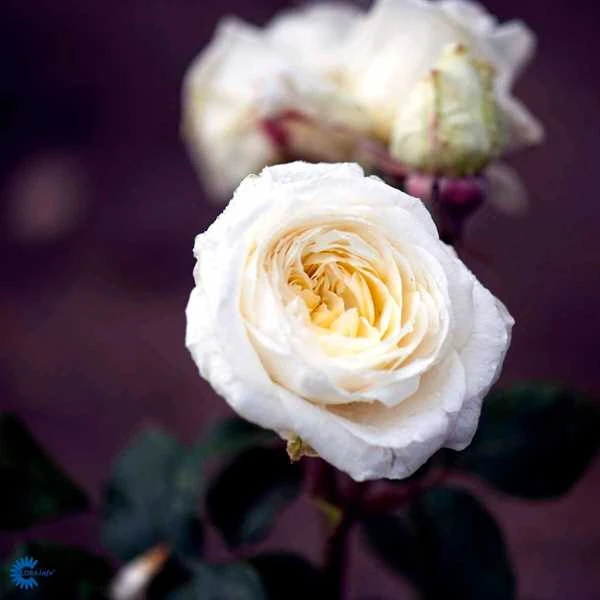 Claus Dalby - Storblomstret Rose 1 Claus Dalby - Storblomstret Rose