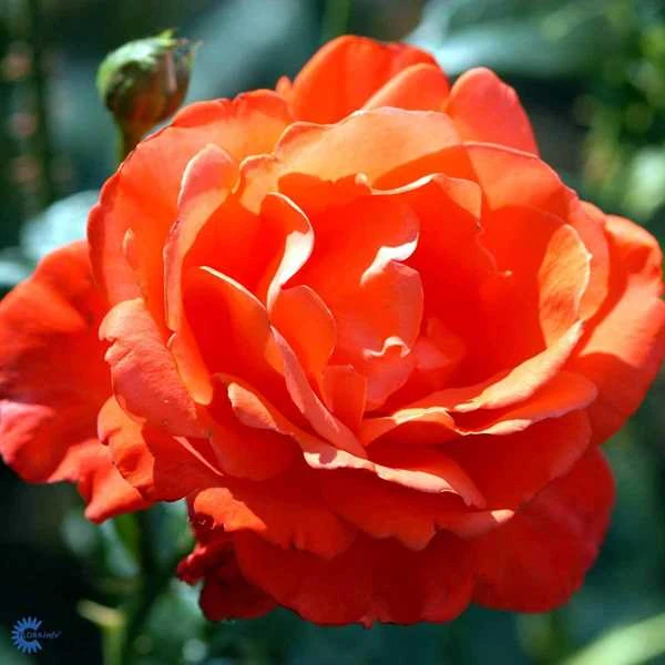 'Alexander' - Storblomstret Rose 1 'Alexander' - Storblomstret Rose