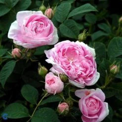 'Dronningen Af Danmark' - Historisk Buskrose