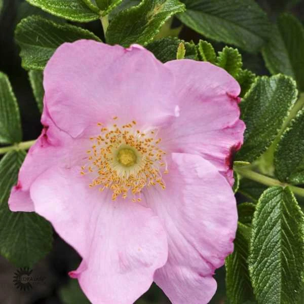 'Dagmar Hastrup' - Historisk Buskrose 1 'Dagmar Hastrup' - Historisk Buskrose