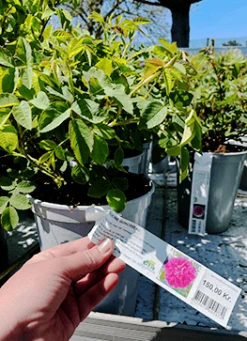 'Eugenie Guinoisseau' - Historisk Buskrose