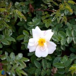 'Nevada' - Historisk Buskrose