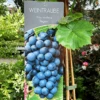 Vinplante - Vitis Vinifera 'Regent'