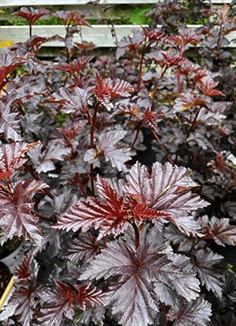 Amerikansk Blærespiræa 'Midnight' 1 Amerikansk Blærespiræa 'Midnight'