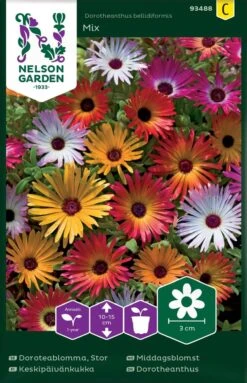 Bellis Dorotheanthus