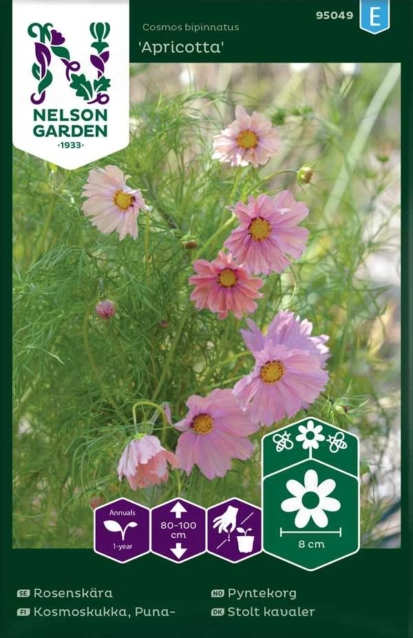 Stolt Kavaler `Apricota` 1 Stolt Kavaler `Apricota`