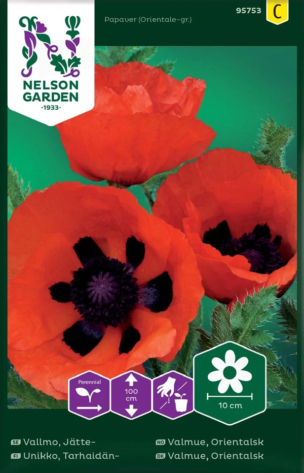 Orientalsk Valmue 1 Orientalsk Valmue