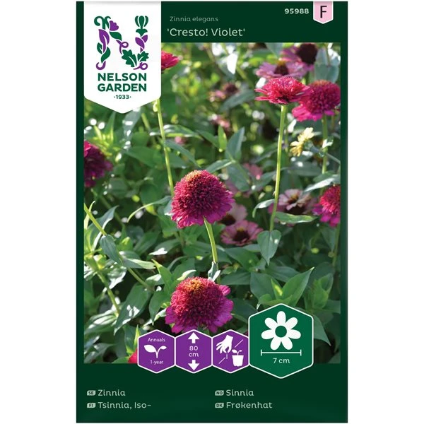 Snitblomst - Frøkenhat - Cresto Violet - Zinnia 1 Snitblomst - Frøkenhat - Cresto Violet - Zinnia