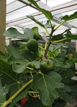 Figen - 'Bornholm' På Stamme 1 Figen - 'Bornholm' På Stamme