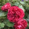 Aalborgs Rose TM Plant'n' Relax®