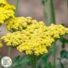 ACHILLEA 'SASSY SUMMER LEMON'®'